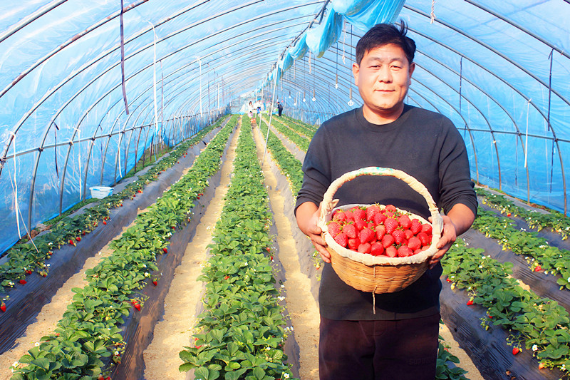 2025��ɽ�|��ݮ�a(ch��n)�I(y��)����A�M���_�����f���R�ϲ�ݮ�@��ժ�ý�